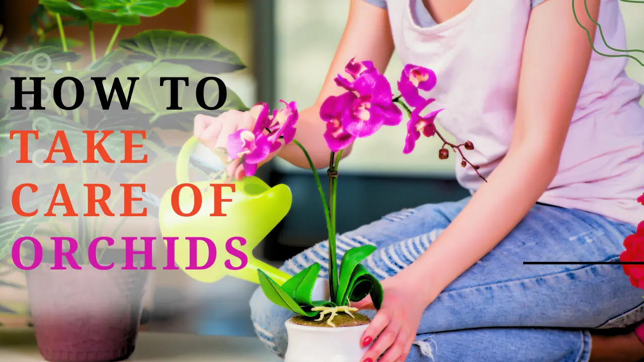 How to Take Care of Orchids: A Comprehensive Guide to Nurturing Natures Delicate Beauties