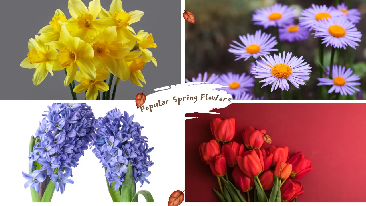 12 Popular Spring Flowers to Bring Life to Your Home or Garden