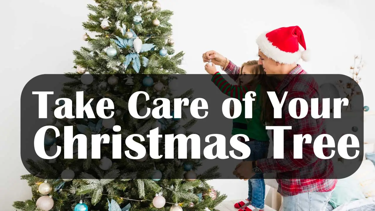 How to Take Care of Your Christmas Tree
