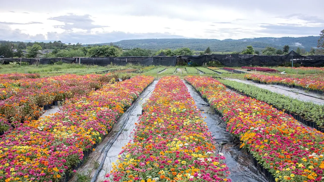 Top 10 Beautiful Flower Farms and Gardens in the Philippines