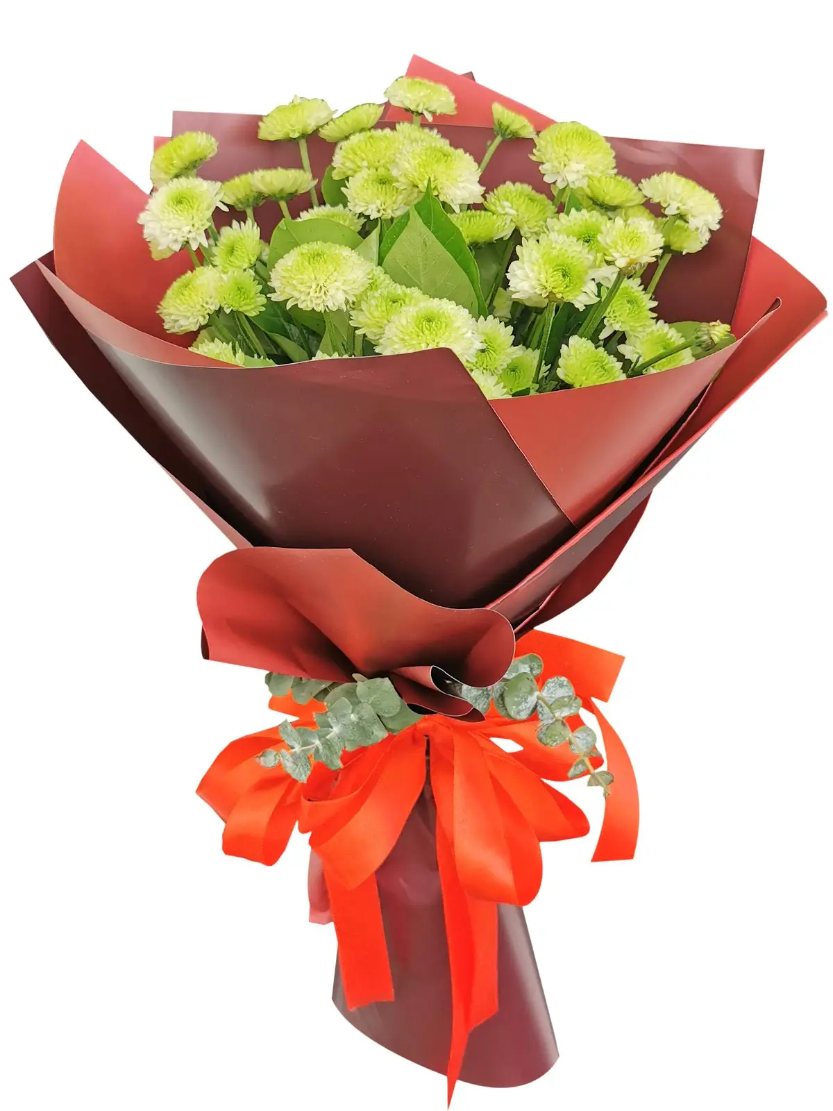 Green Mums 12 Korean Maroon