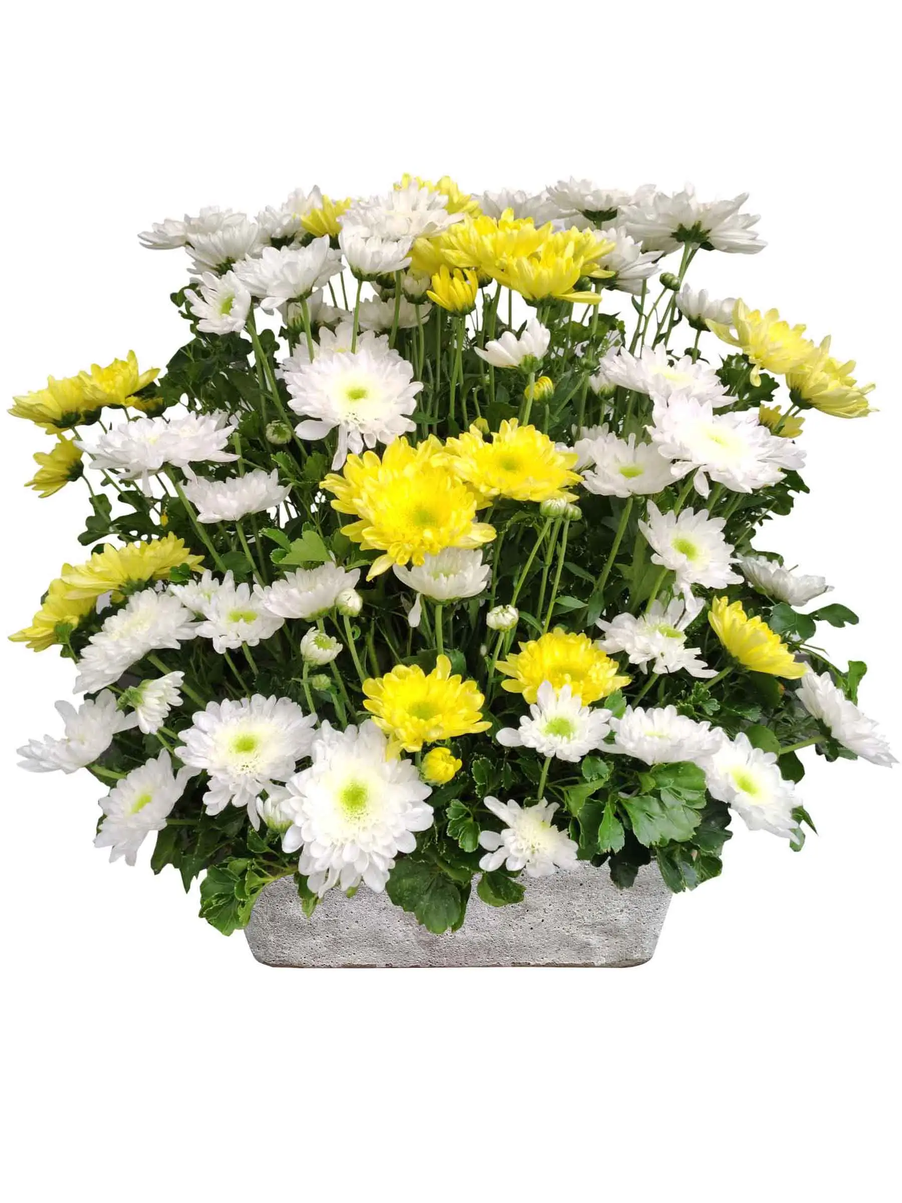 Ceramic Pot