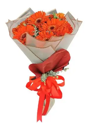 10-Gerbera-Korean White-Maroon