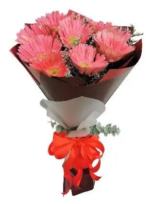 10 Fuchsia Pink Gerbera Korean Maroon White