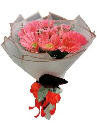 10 Fuchsia Pink Gerbera Korean White Maroon