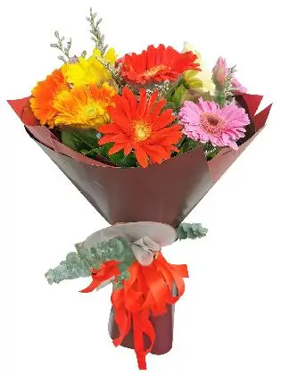 MIX Gerbera Korean Maroon White