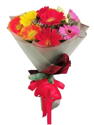 MIX Gerbera Korean White Maroon