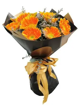 ORANGE Gerbera Black Gold