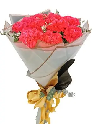 Carnation Fuchsia Pink Korean White bg
