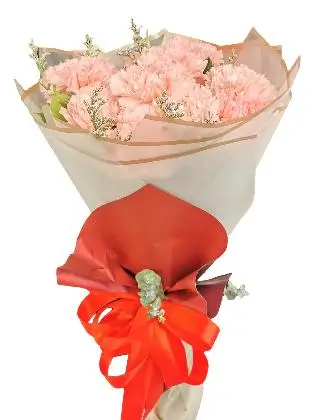 PINK Carnation Korean White Maroon