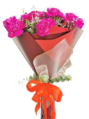 PURPLE Carnation Korean Maroon White