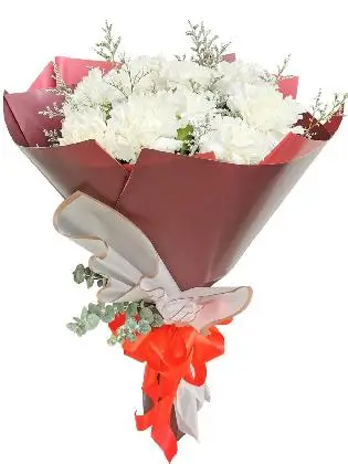 WHITE Carnation Korean Maroon White