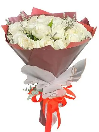 White Rose 24/36 Maroon White