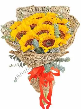 Sunflower burlap ph 12