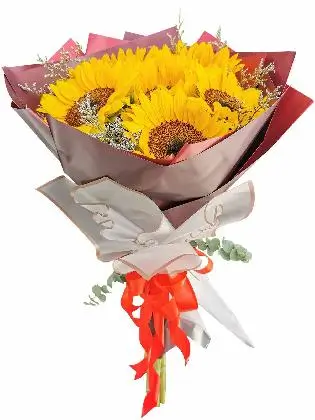 Sunflower Maroon White