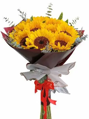 Sunflower Maroon White