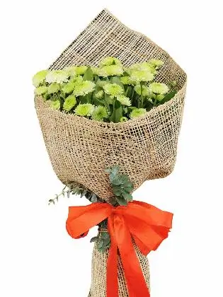 Green Mums 12 Burlap PH