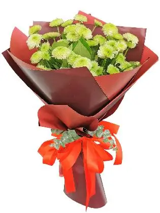 Green Mums 12 Korean Maroon
