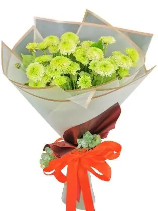Green Mums 12 White Maroon