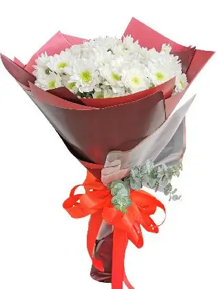 White Mums 12 Maroon White