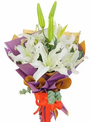 White Stargazers 6 Purple Gold