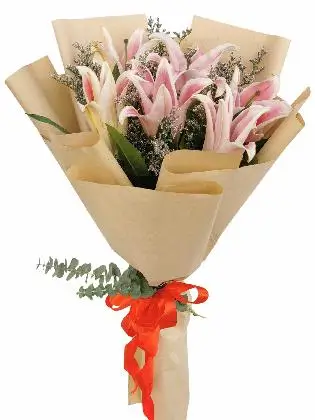 Pink Stargazer 6 Kraft