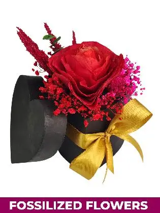 Dried Red Rose