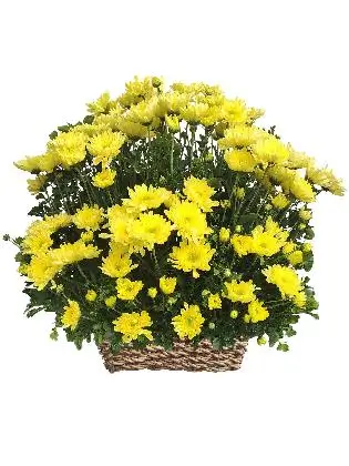 Basket